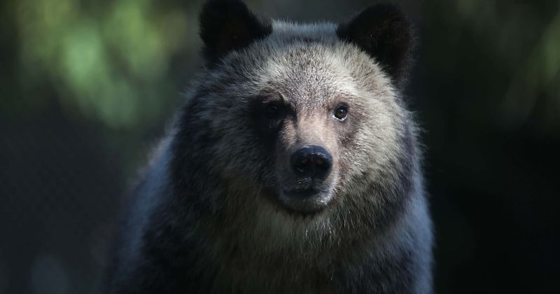 Woman's hero dog comes to the rescue as she's attacked by 200-lb black bear