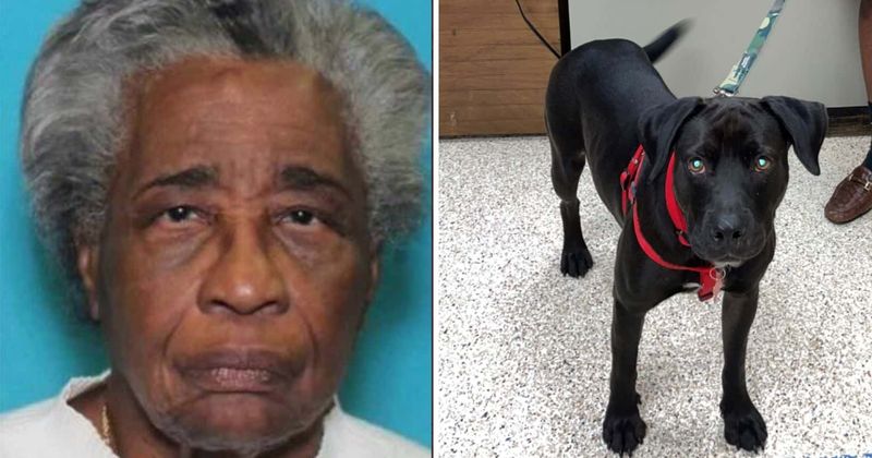 Pearl Radcliff: Missing woman, 84, found unconscious on sidewalk with newly adopted dog guarding her
