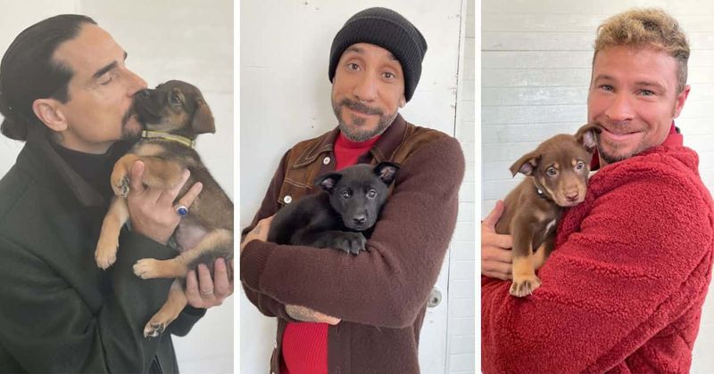 New band members? Backstreet Boys meet adorable Nashville shelter puppies named after them