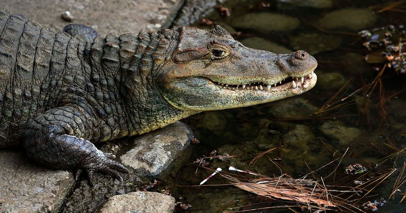 'Gator gotta go': Alligator that swallows dog and cat in space of an hour is removed from Cape Coral canal