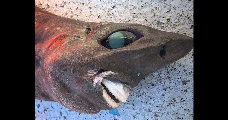 ‘Stuff of nightmares’: Mysterious deep-sea shark with bizarre eyes and teeth captured by fisherman leaves Internet stunned