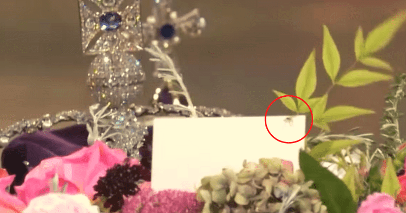'It's a good omen': Little spider crawling atop Queen's coffin breaks the Internet