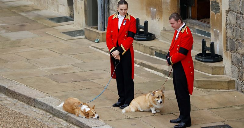 Queen’s beloved corgis Muick and Sandy may show signs of depression in her absence, says dog expert