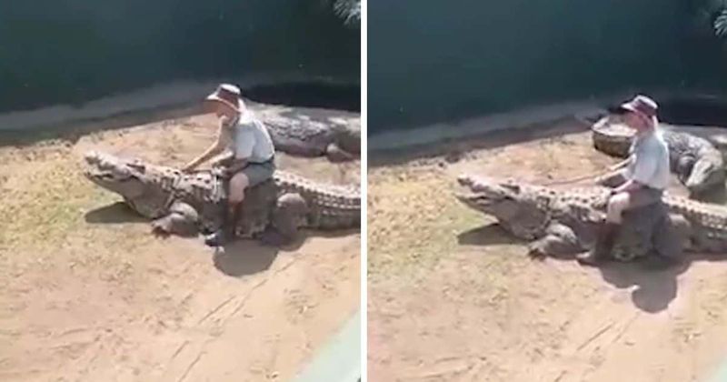 Terrifying moment zookeeper dodges death as 16-foot crocodile tries to maul him in front of gasping crowd