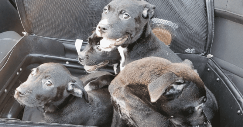 Suitcase 'moving' on its own along NC highway leads to rescue of four puppies crammed inside
