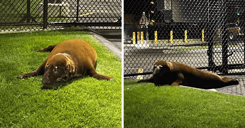 'Shoebert' the gray seal who managed to evade rescue in Massachusetts pond, surrenders to Beverly police