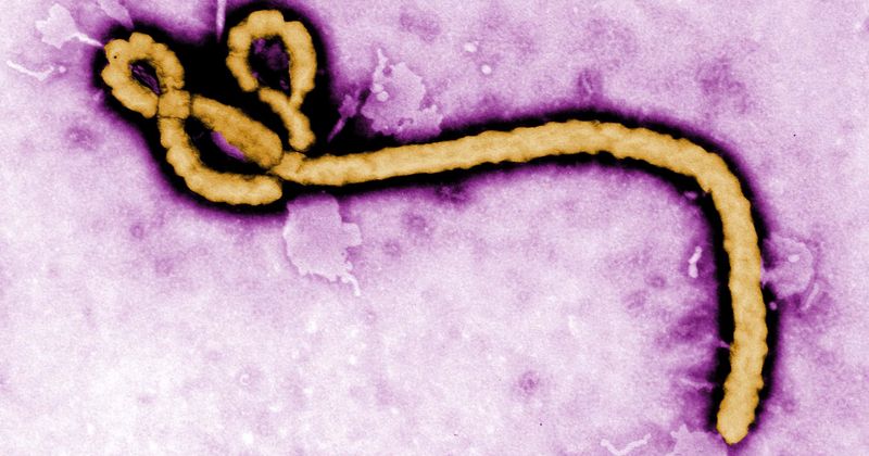 What is SHFV? Scientists warn of deadly Ebola-like virus that could make jump from monkeys to humans