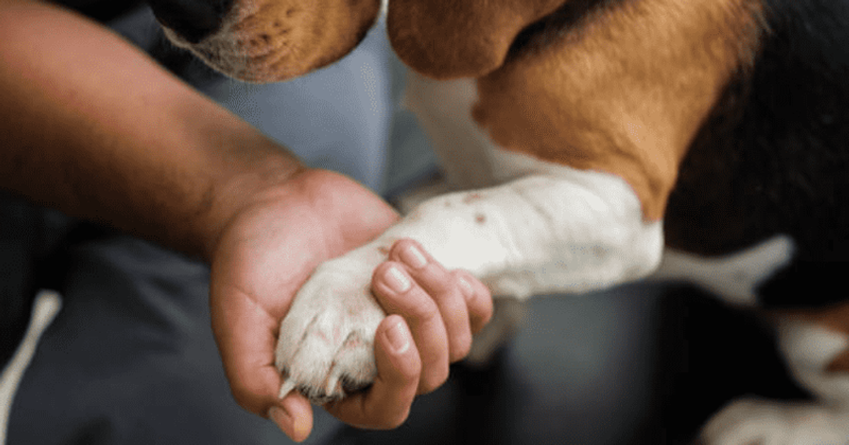 THEY SHOOT DOGS, DON'T THEY? US Army's ONGOING barbaric 'weapon wounding tests' on dogs and cats revealed