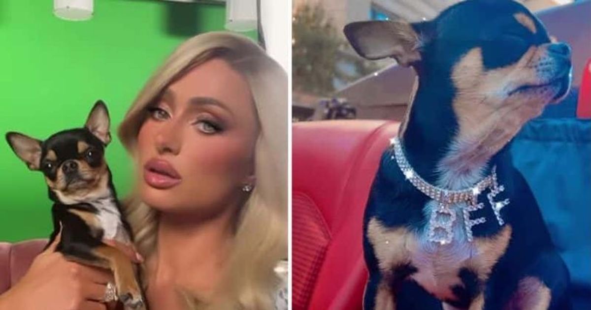 Search for Paris Hilton's dog ends after 18 days as experts believe ravenous coyote snatched pooch