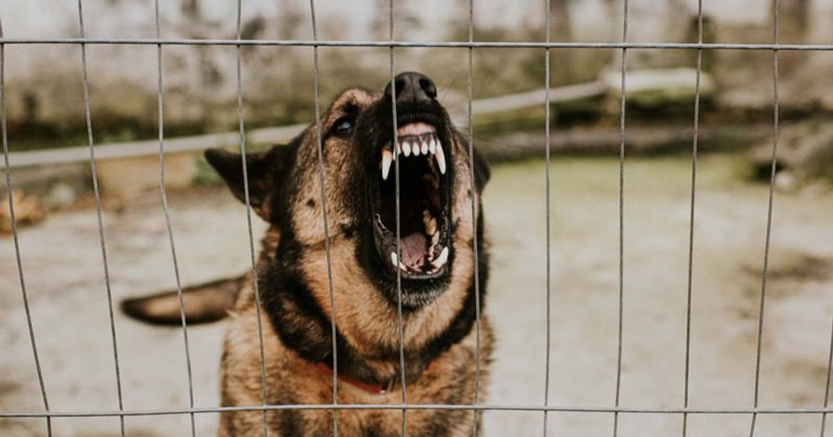 Elderly woman, 60, mauled to death by 'out of control' dogs, pet owner arrested and 5 bulldogs euthanized
