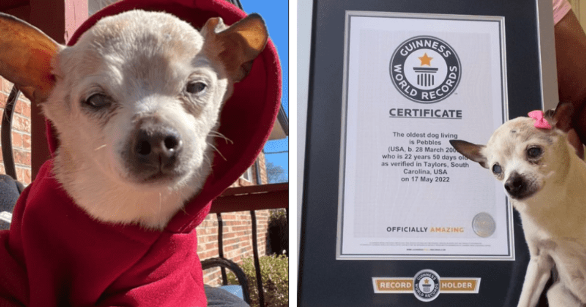 'A once-in-a-lifetime companion': Family mourns death of Pebbles, world's oldest dog, aged 22