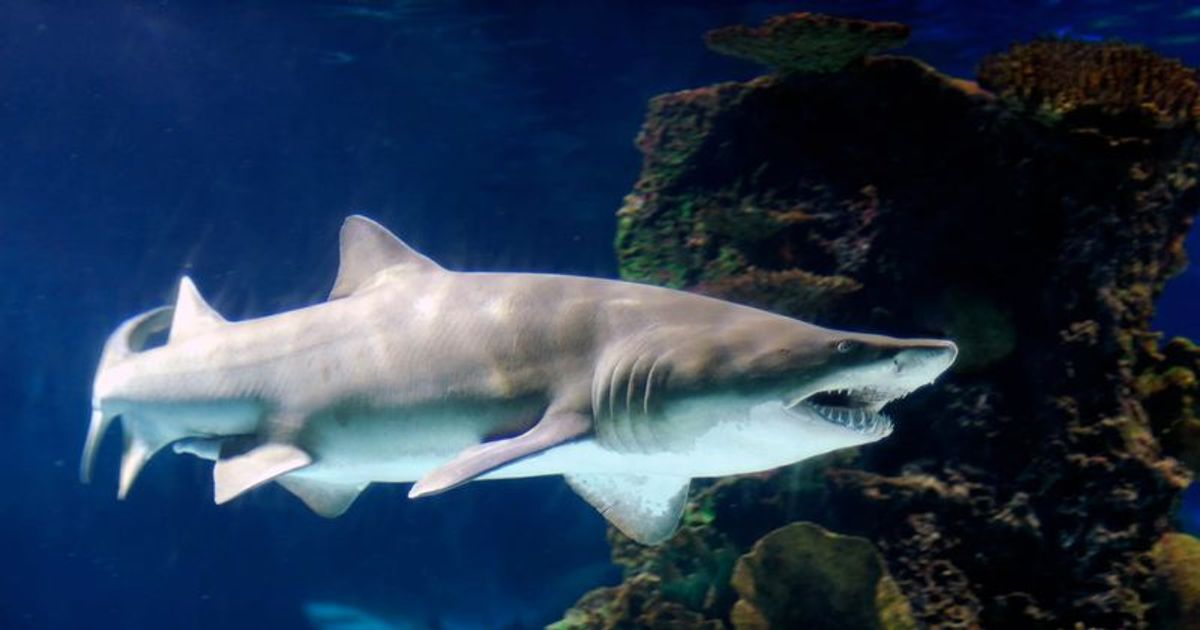 'Nearly chopped off': Spearfisher fighting for his life after shark almost severs his arm in bloody attack
