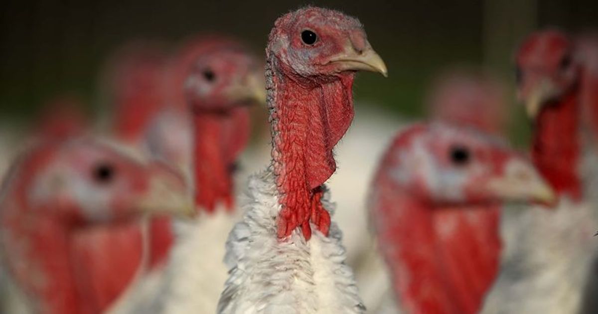 Gang of turkeys assisted by rooster to receive 'death penalty' after viciously breaking man's hips