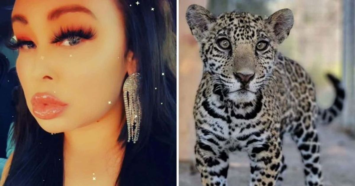 Trisha Meyer: 'Exotic erotic' animal trafficker on the run after selling jaguar cub to man for $30K