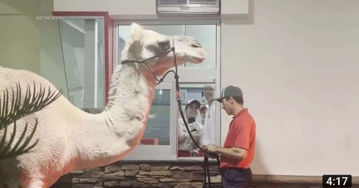 'She likes the French fries': Camel surprises Vegas In-N-Out staff with appearance at drive thru