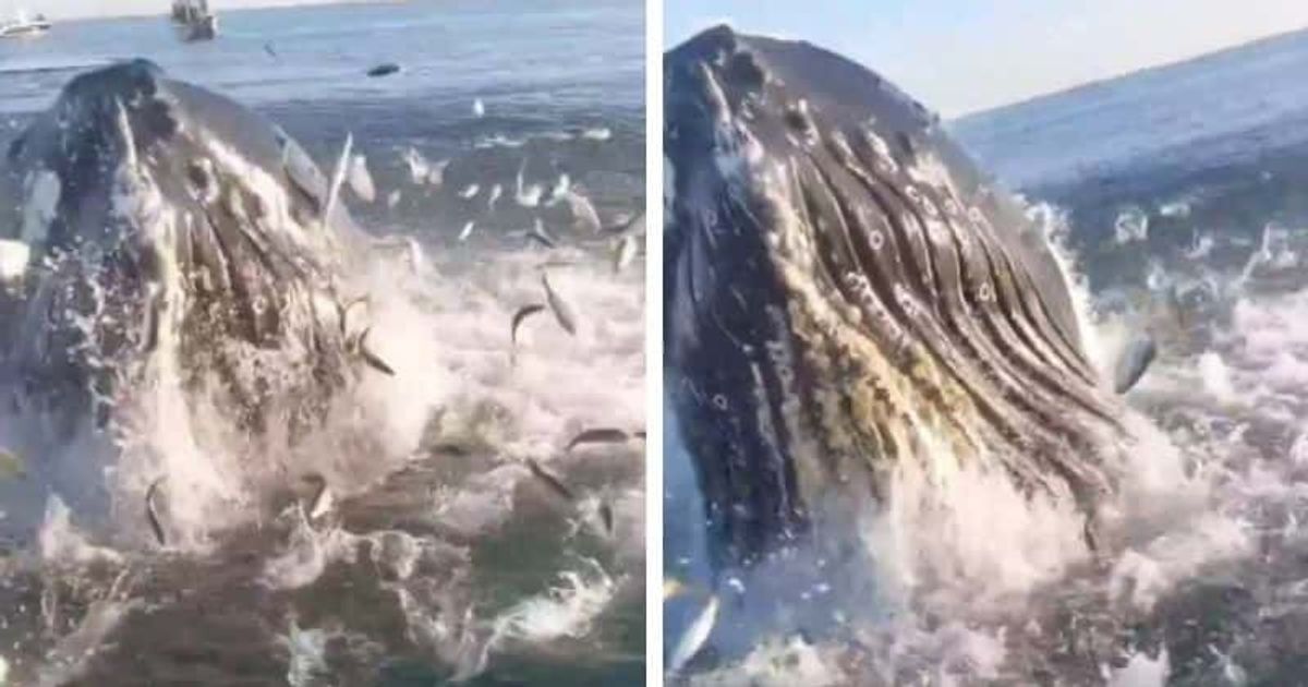 'Got that on video!': Father and son's close encounter with humpback whale as it skims their fishing boat