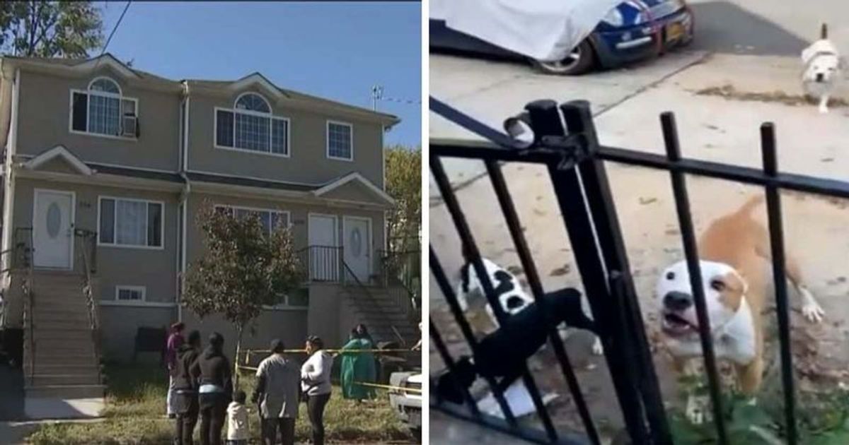 Pack of TEN pit bulls escape NYC home and attack 2 teens and toddler, leaving baby with multiple bites