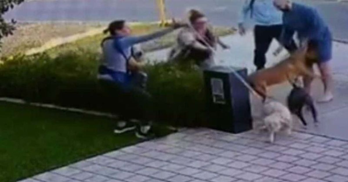Shocking footage shows two dogs attacking young mom with 8-month-old son and her pet labradoodle