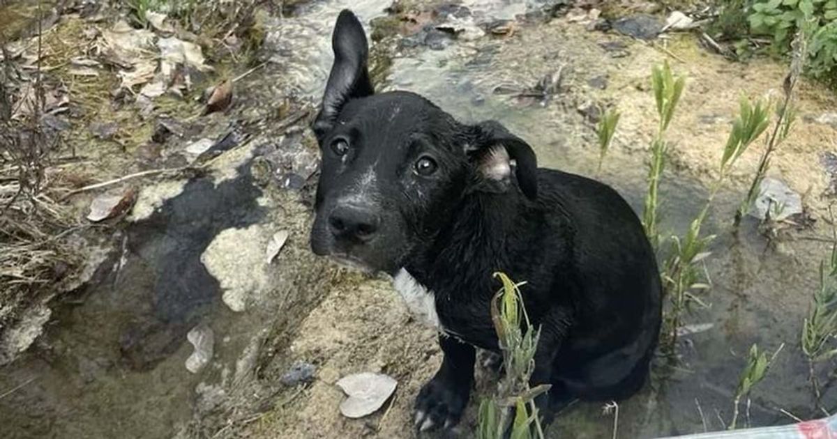 What is parvovirus? Puppy found floating down river in box was ‘crashing’ because of deadly infection