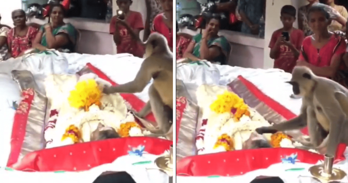 'Unconditional love': Touching video shows monkey trying to wake his dead human companion at funeral