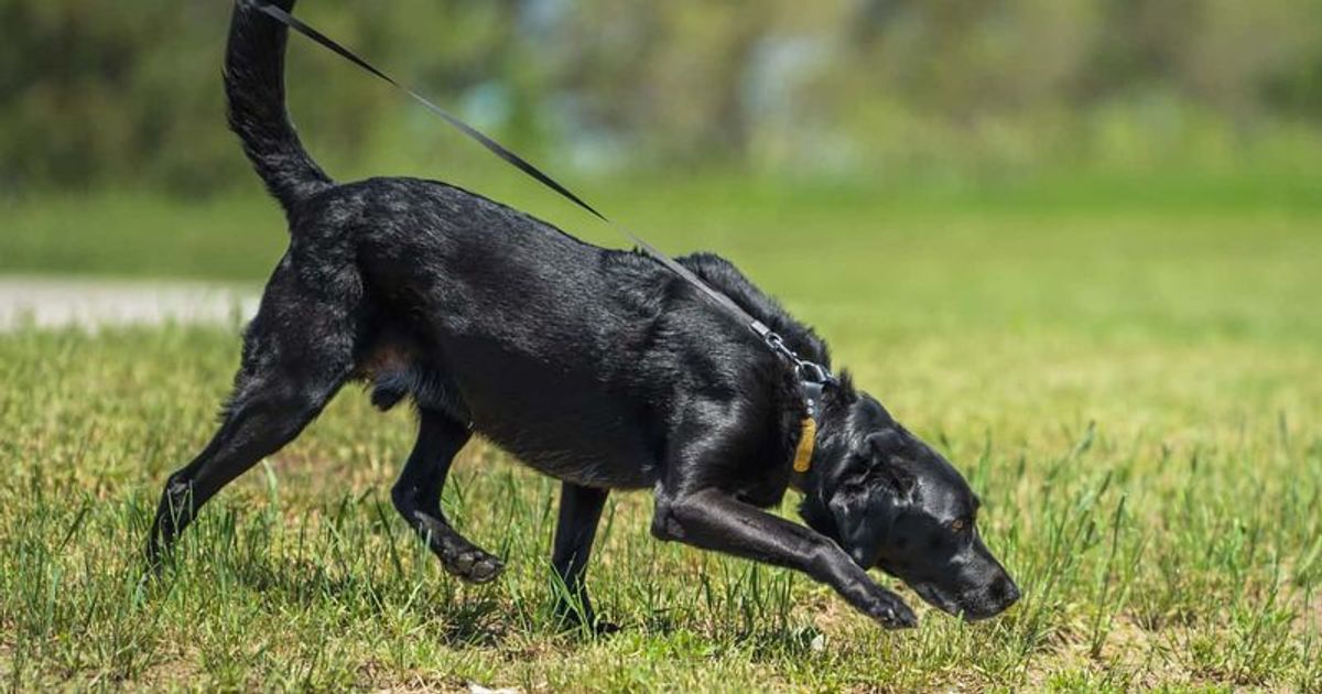 Cadaver dogs deployed after Iowa woman claims her 'serial killer' father buried scores of young women