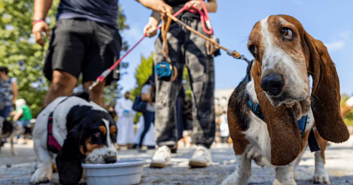 ‘Literally shut up': Social media users lambast CNN after article blames PETS for climate change