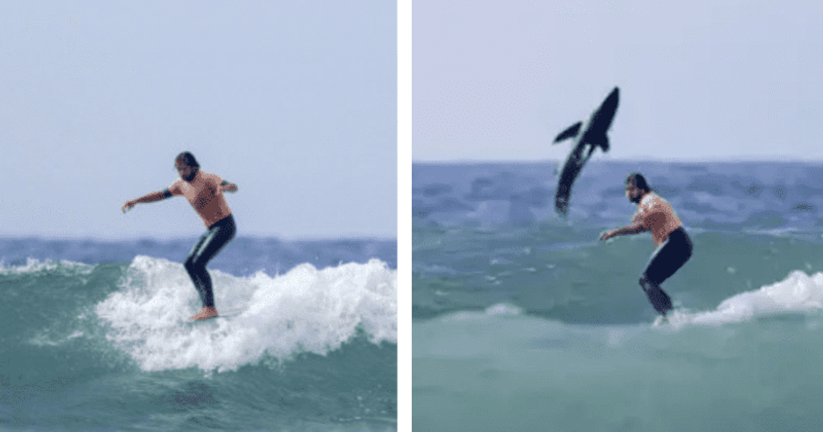 Shark or Dolphin? Pic captures rare moment a 'shark' leaps into air behind surfer on San Onofre beach