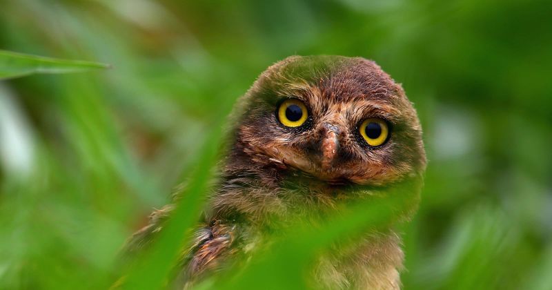 Washington woman left with bleeding head after being ambushed by OWL during stroll near home