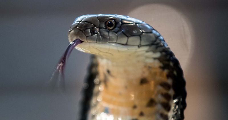 BOY BITES SNAKE! Cobra dies after 8-year-old chomps down on it when it coils around his arm