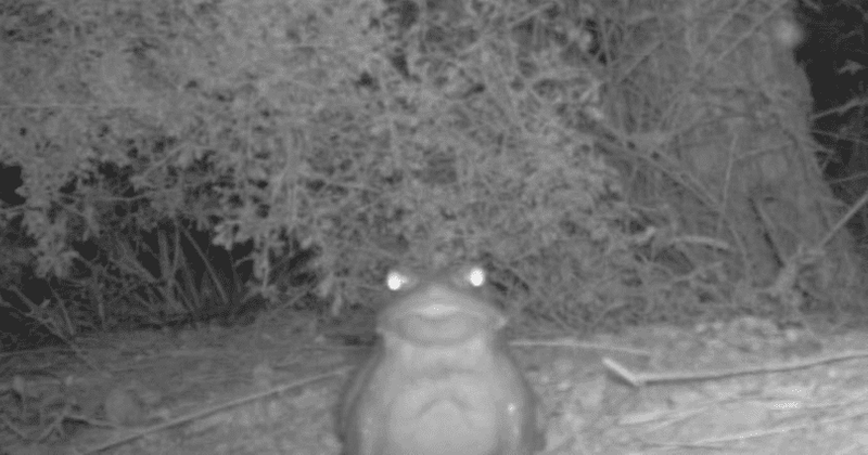 What is a hypnotoad? Cops warn National Park visitors from 'licking' amphibian as it can be lethal