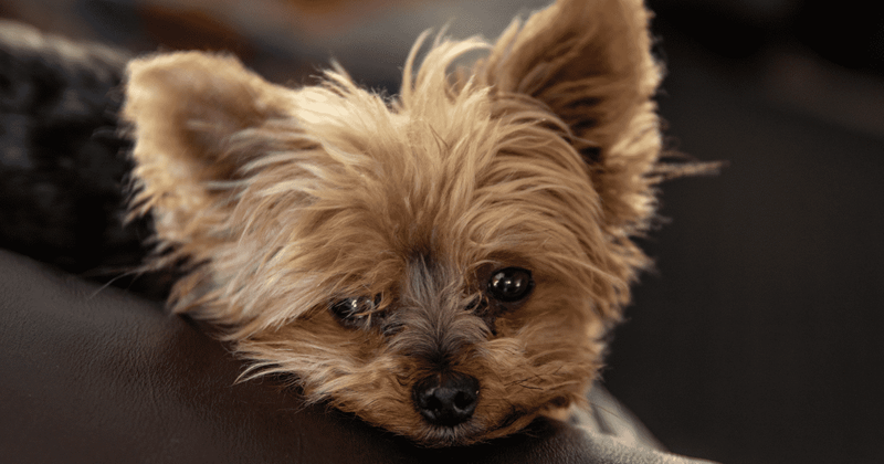 Detroit man stole ex-girlfriend’s dog from her home, sent her disturbing video of torturing the animal