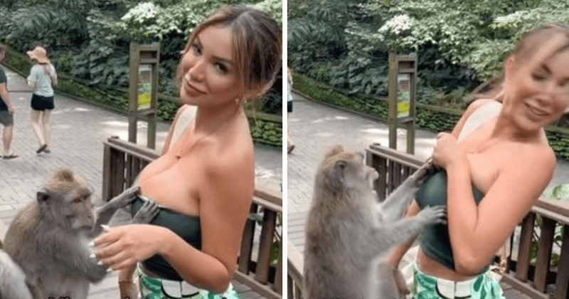 Video shows monkey slapping model, won’t let go of her top as it tries to pull it down