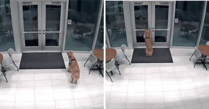 'Who's a good boy?': Fire department dog wins hearts after opening building door for fireman