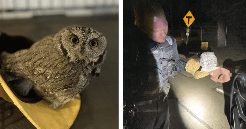 'A real hoot': Arizona cops' unique social media post asks people to not get high and 'buy owls'