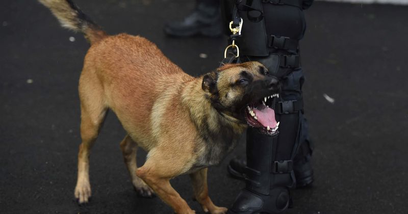 'It is systemic racism': Community furious after police dog viciously mauls 13-year-old indigenous boy