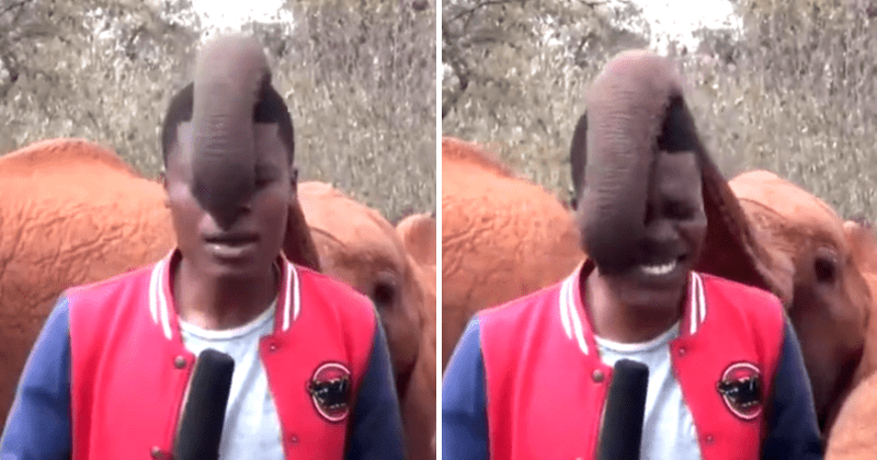 Baby elephant tickling news reporter and making him laugh is the cutest thing you will see today!