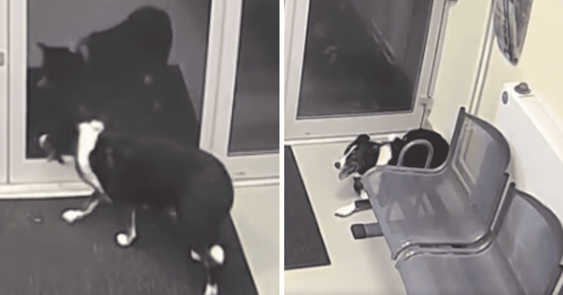 'Clever' dog wins praise by 'handing herself in' to police station after being lost