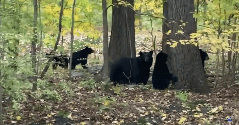 New Jersey man arrested for slaughtering 4 bear cubs, local residents say 'we're upset and heartbroken'