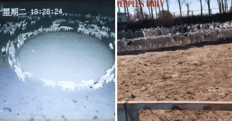 'Still a mystery': Hundreds of sheep seen trotting in a circle for 12 DAYS in spooky video