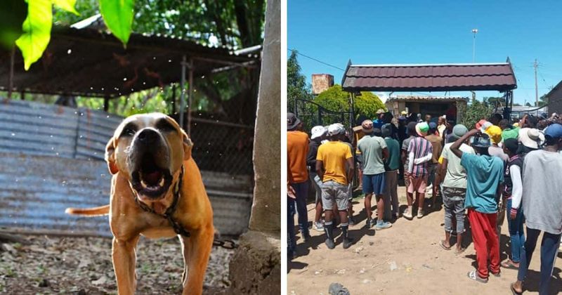 Enraged locals beat and set on fire pit bull that mauled 3-year-old boy to death