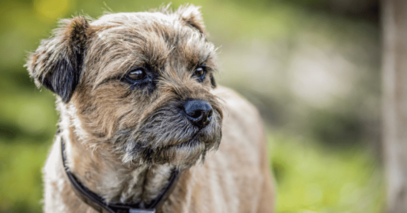 'Mixture of joy and sadness': Terrier that went missing for 11 years miraculously renunited with family