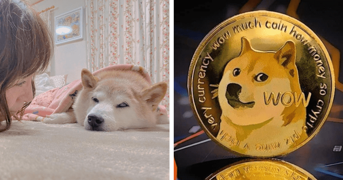 Kabosu: Japanese dog who inspired 'doge-meme' diagnosed with leukemia and cholangiohepatitis