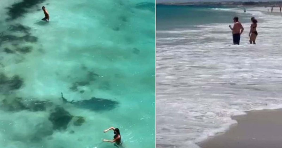 Shocking video shows TIGER SHARK prowling 2 meters away from beachgoer in waist-deep water