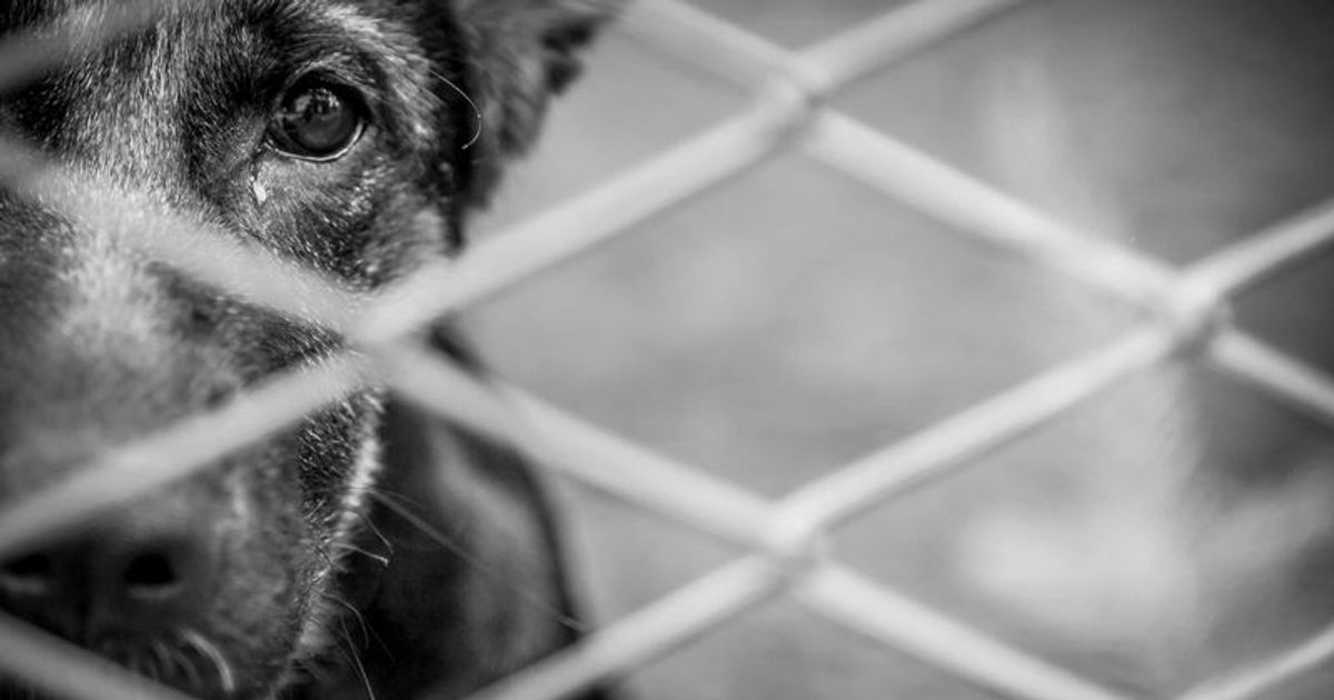 Deranged couple tortured pet dog for months before stuffing its dead body in suitcase and dumping it
