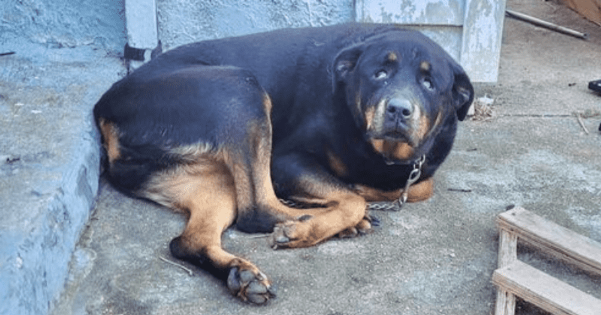 Dog rescued after New Jersey owners leave it chained without food or water on freezing porch for 3 nights