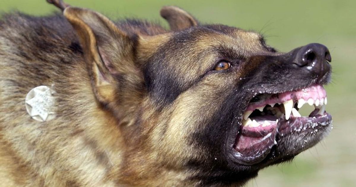 Dog walker, 28, attacked by pet dogs she was minding in 'frenzied attack' before horrified onlookers
