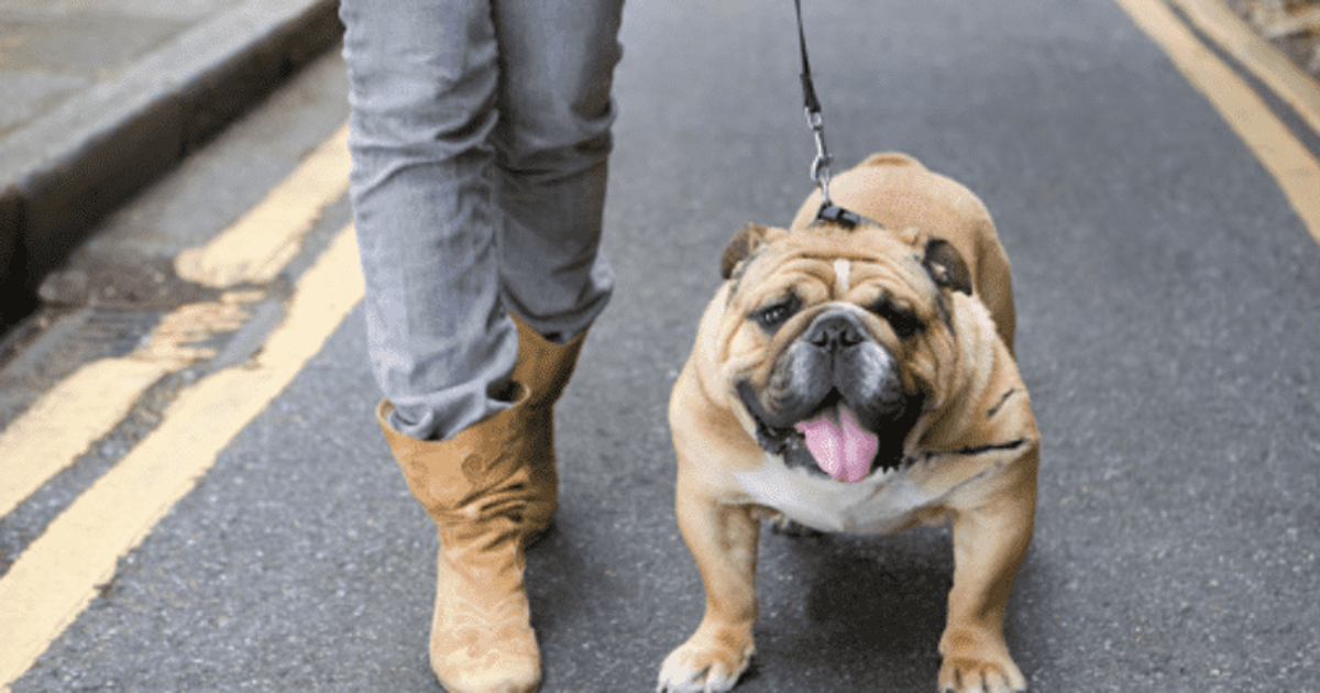 Man arrested as pet bulldog savagely mauls woman leaving her critically injured outside Tesco supermarket