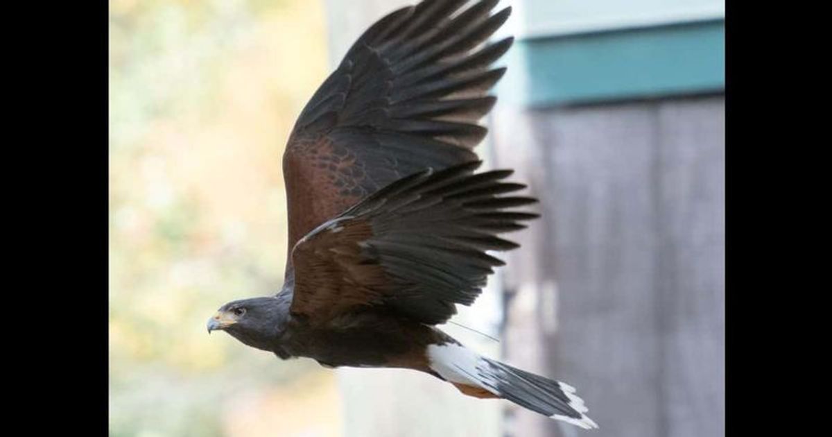 Tahoe: Beloved Zoo Atlanta hawk, 23, dies after getting into an altercation with wild animal