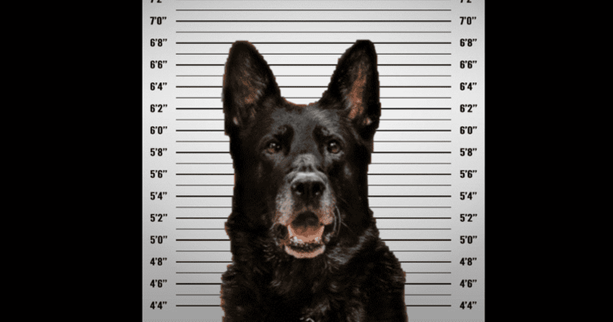 K9 dog 'accused' of stealing fellow officer’s lunch has 'arrest mugshot' released by Michigan police