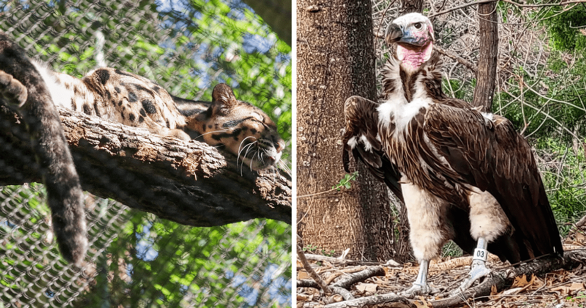 'Criminal mischief' suspected as vulture dies, clouded leopard escapes through hole in Dallas Zoo fence
